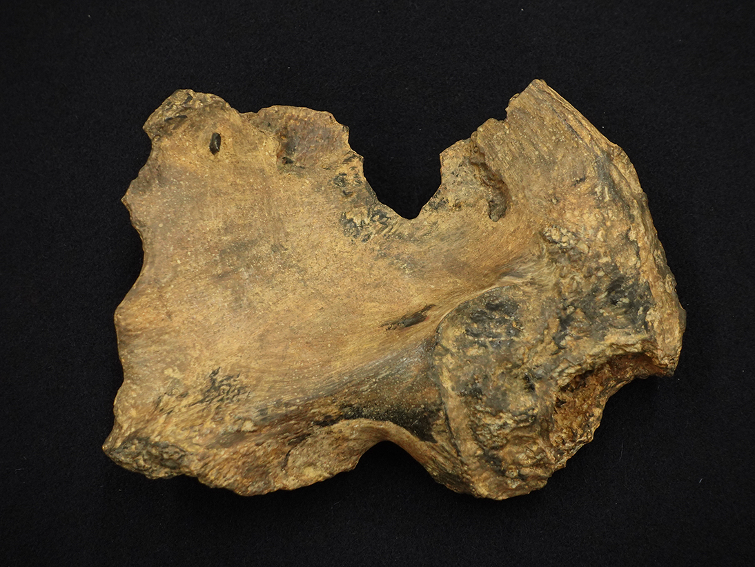 新地町人骨レプリカの制作：1