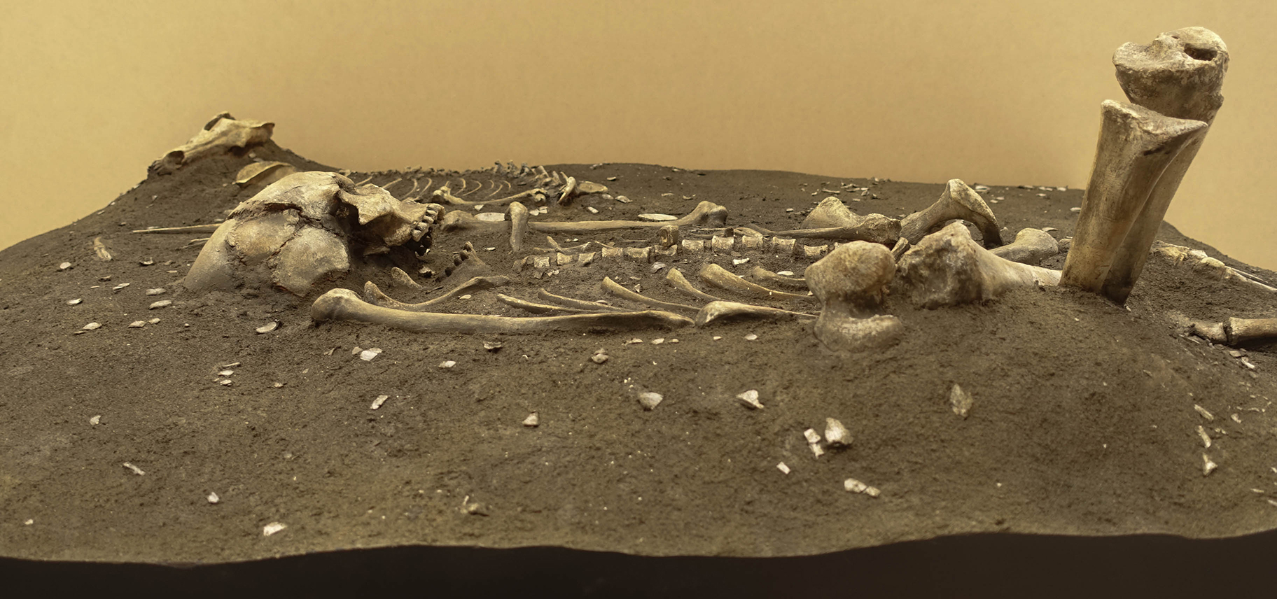 新地町人骨レプリカの制作：2