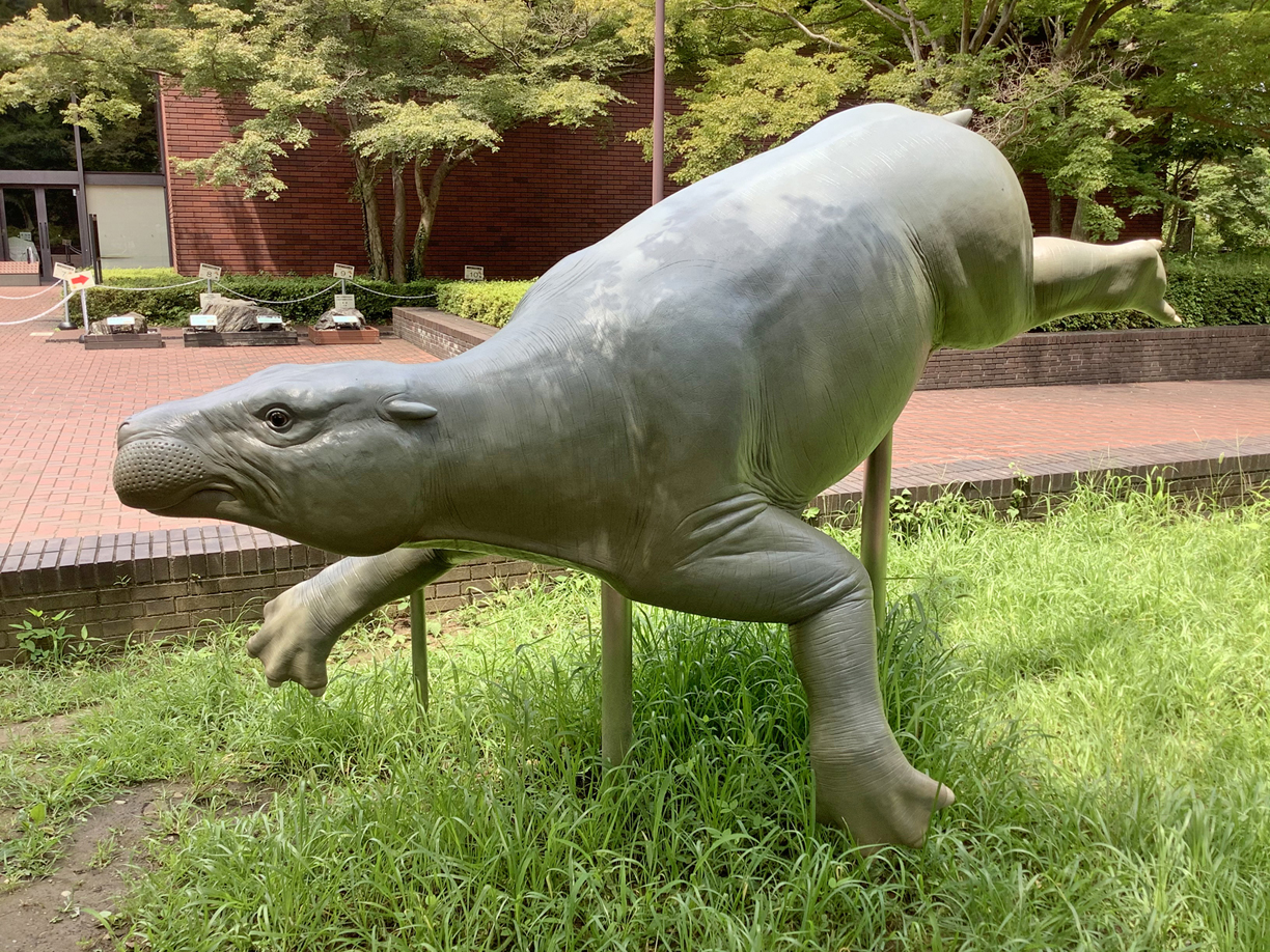 海獣パレオパラドキシアを原寸再現