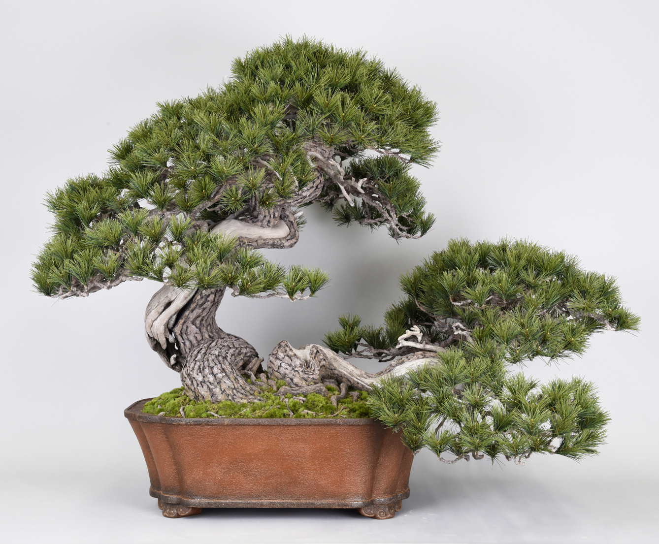 五葉松盆栽模型
