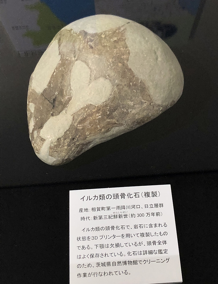 日立市「イルカ頭骨化石」3Dプリント品の彩色業務