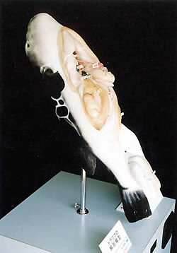 フグの立体解剖模型